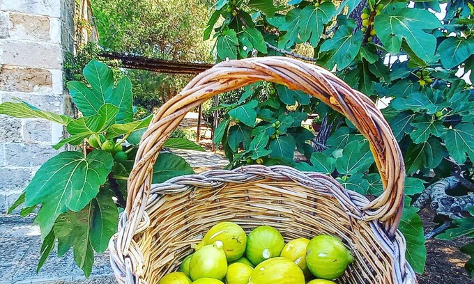 Galatina Bed & Breakfast | Masseria Fracchicchi