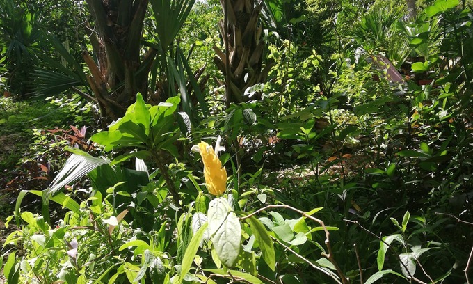 Tinum Bed & Breakfast | Mayan Bungalow Near Chichén Itza