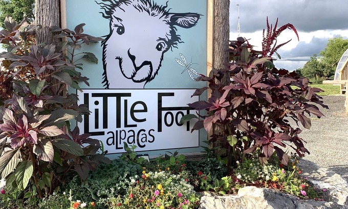 Edwardsburgh/Cardinal Cabin | Meet our adorable alpaca herd , & stay in our luxury Cabin overlooking the farm