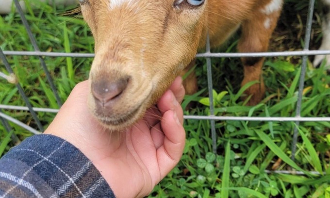 Richardsville Cottage | Modern Farmhouse Cottage - Goat Farm Stay