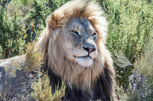 Scheepersrus Cabin | Mont Eco Game Reserve