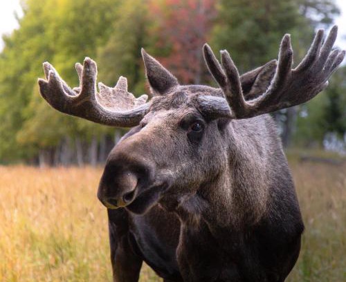 Orrviken House | Moose Garden
