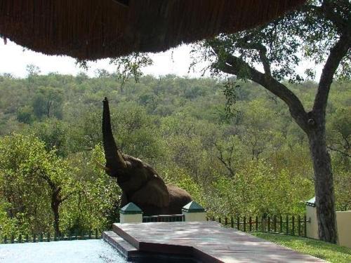 Phalaborwa Cabin | Muweti Bush Lodge