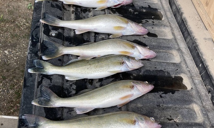 Lily Other | NE South Dakota Sportsmen Paradise