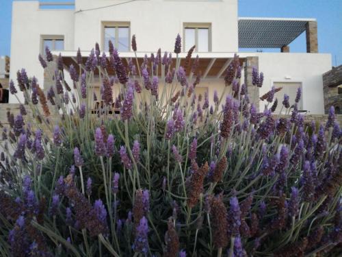 Parasporos House | Nesaea seafront house