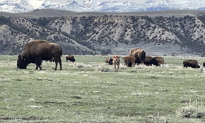 Meeteetse House | New Rental! Located on a Bison Ranch in Meeteetse WY