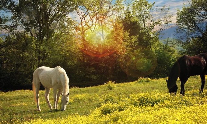 Franklin House | New Tiny Home on beautiful horse property! Just 20 miles from Nashville!