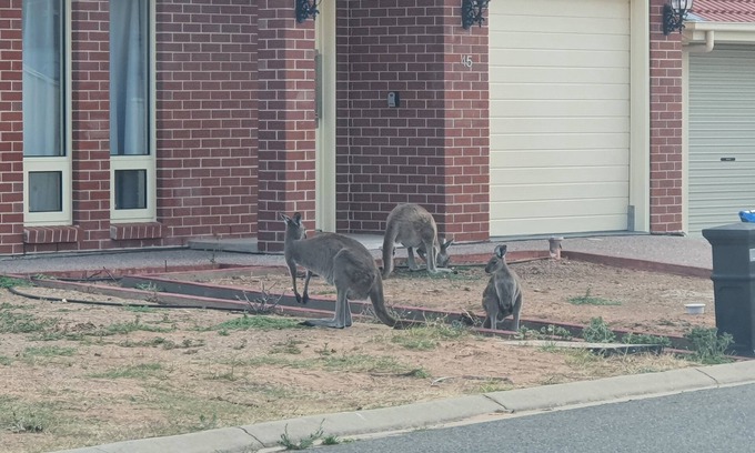 Normanville House | Newly built house in the middle of the Links Lady Bay Golf Course