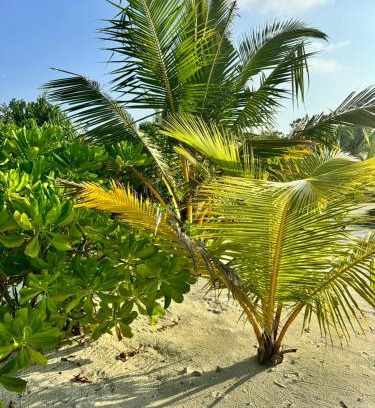 Maamigili House | Oi Beach
