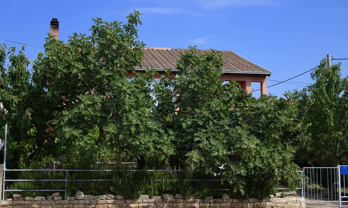 Gornji Karin Apartment | One bedroom apartment with terrace Gornji Karin, Novigrad (A-11806-a)