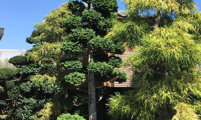 Kamagaya House | Open house - Green Pine House/Kamagaya Chiba