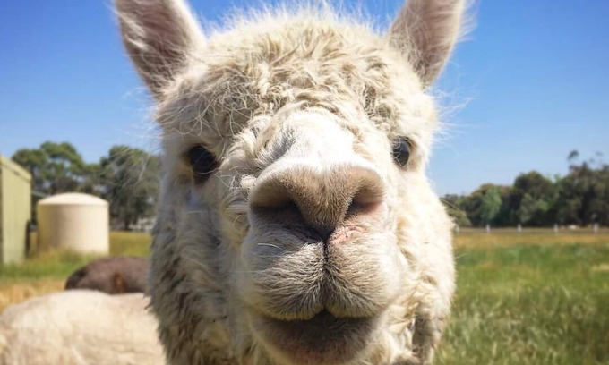 Moorooduc Other | Organic Farm Stay with Free Feed the Animals Tour