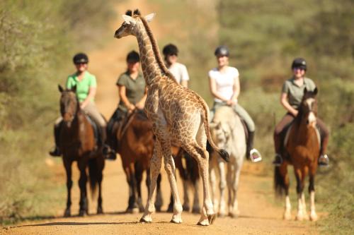 UPhongolo Cabin | Pakamisa Private Game Reserve