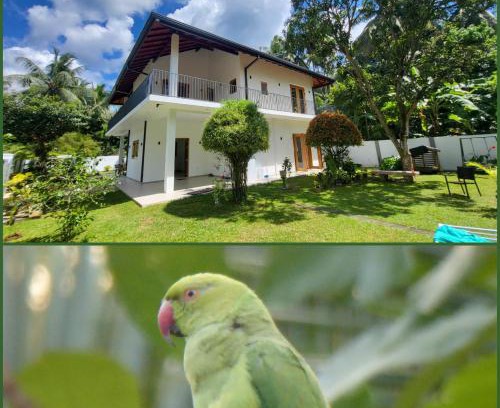 Negombo House | Parrot Paradise Negombo