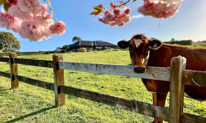 Bombay Other | Peaceful Farm Stay near Auckland with Spa Pool