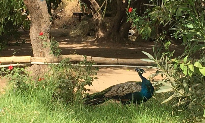 Souihla Villa | Peacock Sapphire