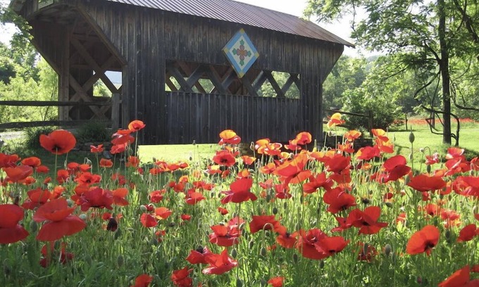 Unicoi Cabin | Peacocks, blacksmithing, buffalo, wildlife, a studio cabin by the pond.
