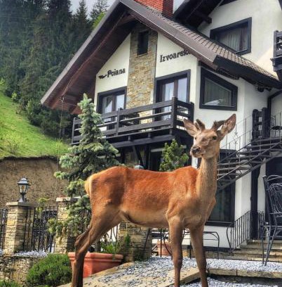 Dorna Candrenilor House | Pensiunea Poiana Izvoarelor