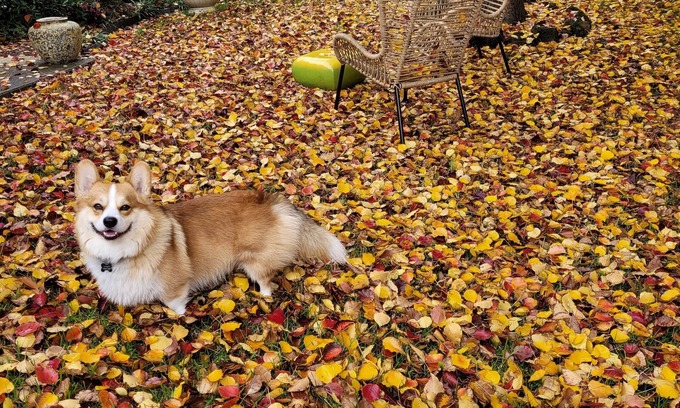 Drouin House | Pet friendly. Park, walking track and adventure playground close by.