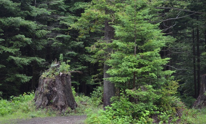 Fort Dick House | Picturesque forest homes