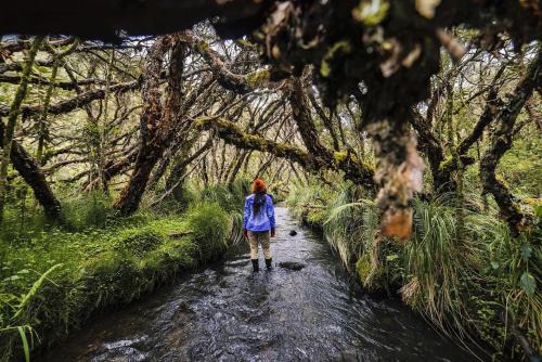 El Angel Cabin | Polylepis Lodge