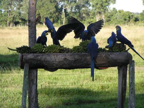 Baia Hotel | Pousada Aguape