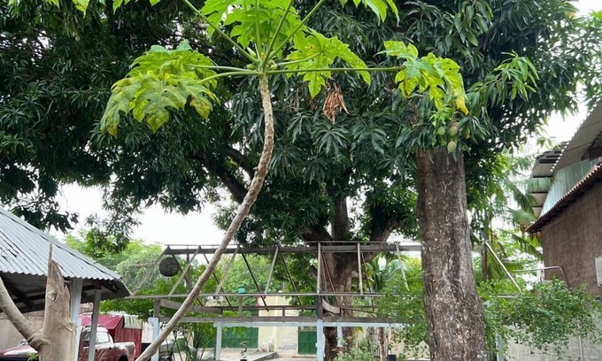 Alter do Chao Hotel | Pousada Alecrim