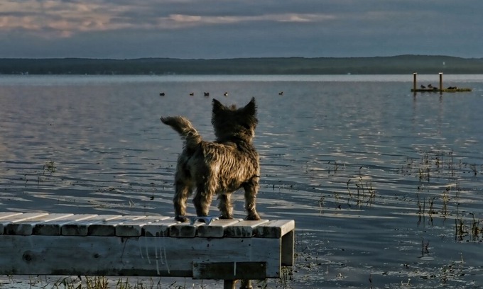 Division No. 11 Cabin | Pretty Little Pet Friendly Pigeon Lake Cabin for Rent, plus option to add RV