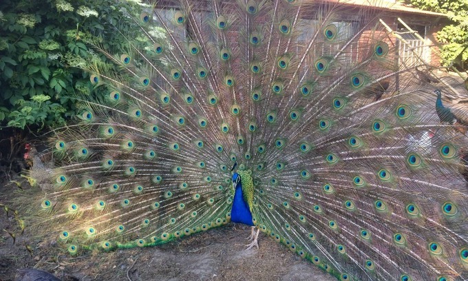 Ostbevern Apartment | Pure relaxation at the enchanted peacock farm
