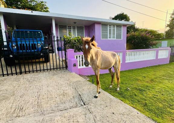 Esperanza House | Purple Sunset - Walk to Malecon & Beaches
