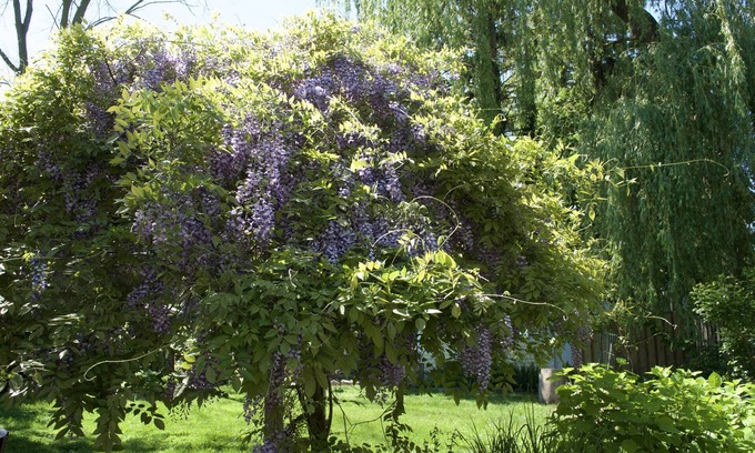 Old Town Historic District Bed & Breakfast | Queen Regent