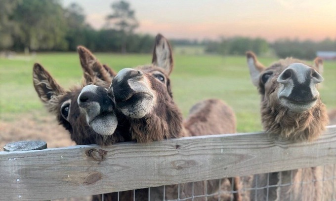 Williston House | Quiet Country Getaway in Horse County Close to Ocala/Gainesville, Pet Friendly!