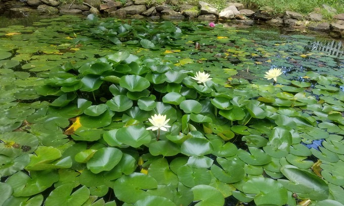 Wayne House | Quiet, Family-friendly Abode on Indy's Westside with a Tranquil backyard pond!