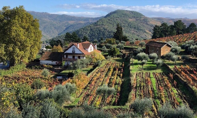 Cotas Other | Quinta Vila Rachel - Winery - Flora House