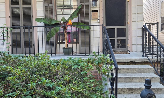 Arts/Warehouse District House | Quirky & Endearing Shotgun Style Home - 5 MIN WALK TO SUPERDOME