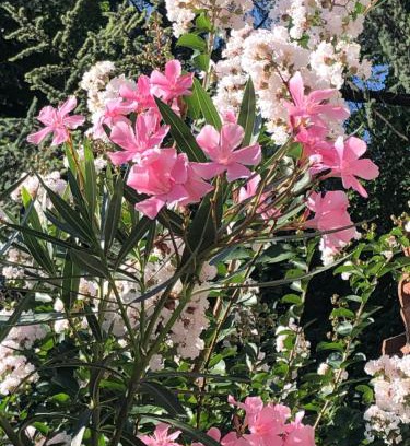 Buon Pastore-Sant'Agnese-San Damaso Bed & Breakfast | R&B MiDora Modena