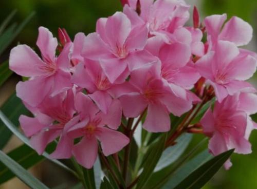 Montale House | R&B MiDora Montale