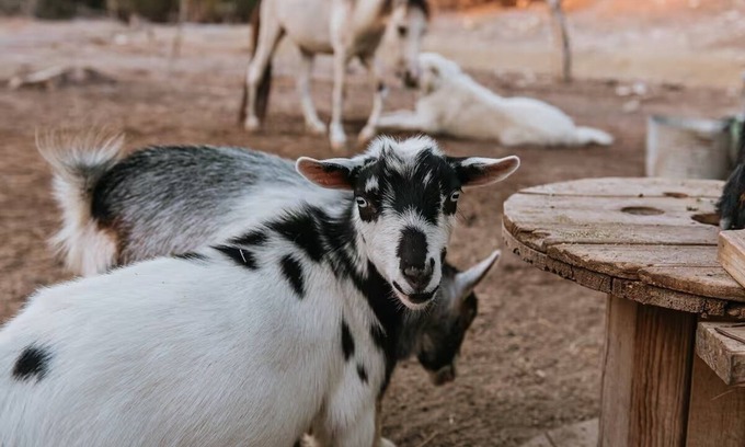San Marcos Other | Rare Stay! Boutique romantic experience on Hobby Farm