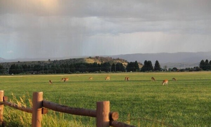 Ennis Cabin | Relaxation, Wildlife, and the Madison River!