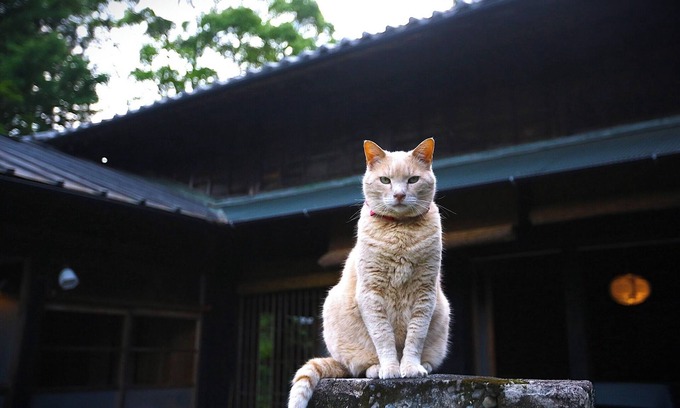 Tenryu House | Rental 100yearold beautiful heathered house M - Whole building rental/Hamamatsu Shizuoka