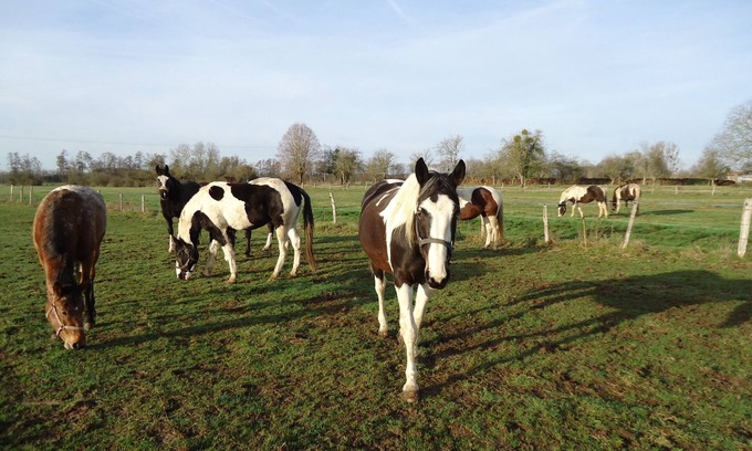 Droyes House | Rest on the farm with our 10 horses in the heart of nature. Wifi works.