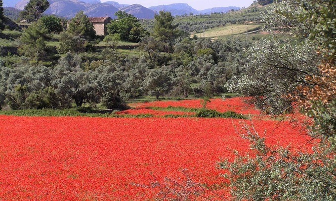 Torroja del Priorat Apartment | Romantically authentic, lots of space, great views, fiber optics for remote working