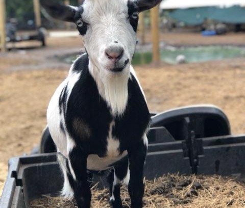 Putnam Hall Other | Rooterville Animal Sanctuary Luxury Glamping