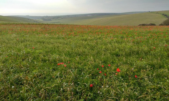 Rottingdean House | Rose Cottage South Downs National Park Rottingdean
