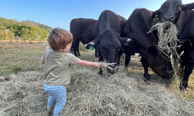 Lake Macdonald Other | Rustic, Noosa Hinterland Farm Stay