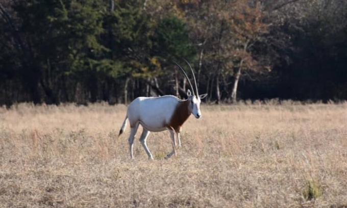 Emory RV Rental | RV Spot on *Exotic Animal Ranch* Campground. BRING YOUR RV