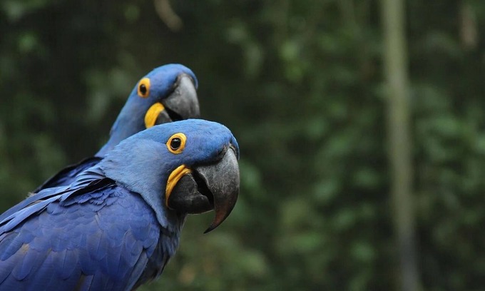 Sao Conrado Apartment | São Conrado - Natureza