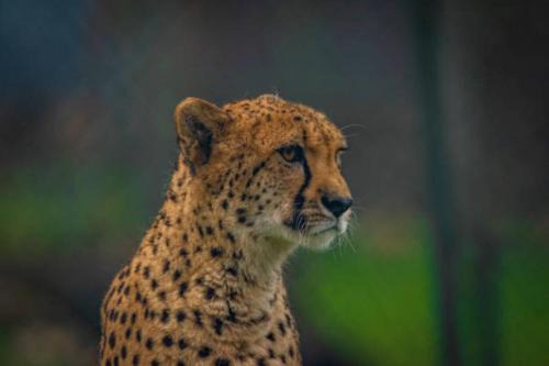 Hazyview Cabin | Sabi river private lodge