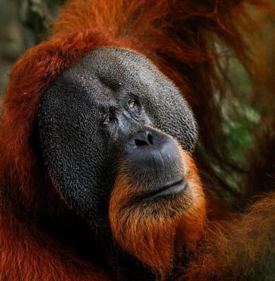 Bukit Lawang House | Sama Sama Homestay & Trekking Only Stay Here Book Trekking and Transport With Us