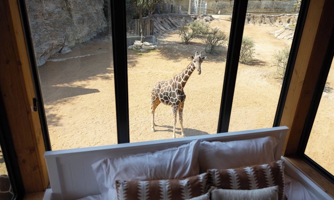 Uptown Cabin | San Antonio Zoo - Spekboom Giraffe Lodge